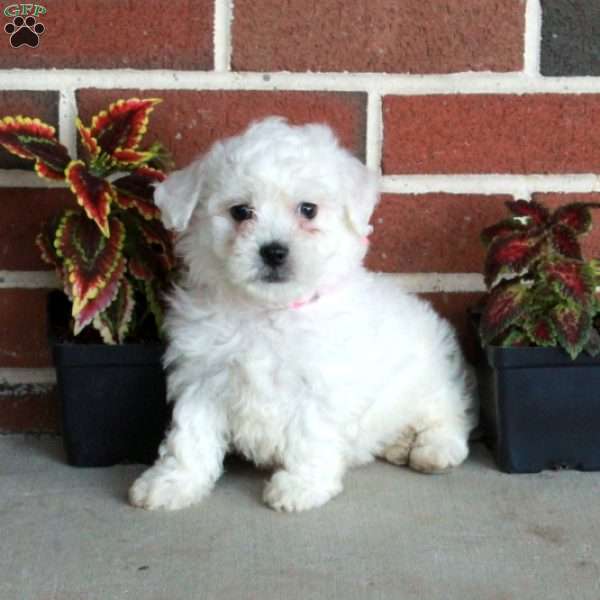 Winnie, Bichon Frise Puppy