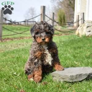 Winnie, Mini Bernedoodle Puppy
