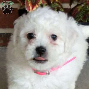 Winnie, Bichon Frise Puppy