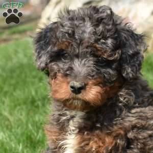 Winnie, Mini Bernedoodle Puppy