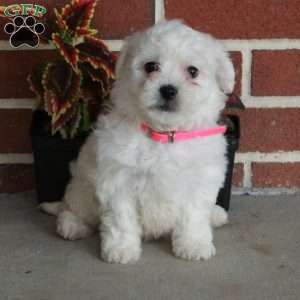 Winnie, Bichon Frise Puppy