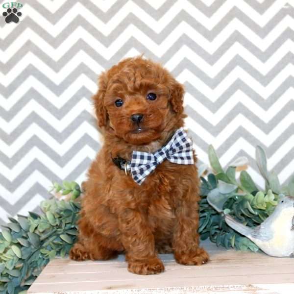 Winston, Miniature Poodle Puppy