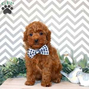 Winston, Miniature Poodle Puppy