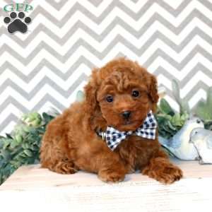 Winston, Miniature Poodle Puppy