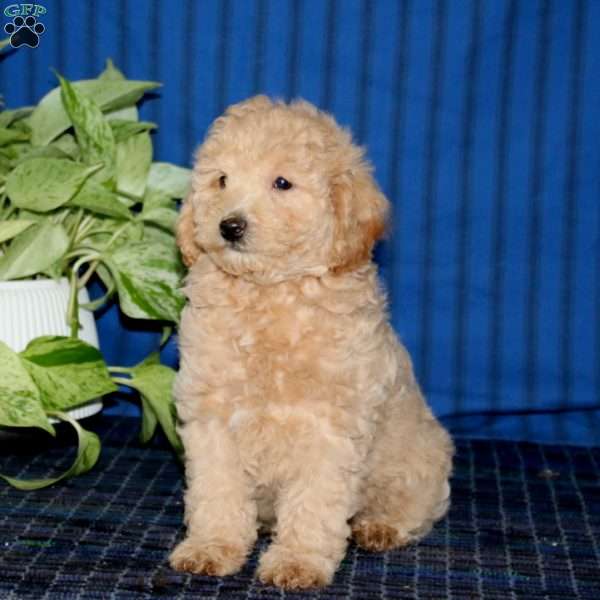 Wonder, Miniature Poodle Puppy