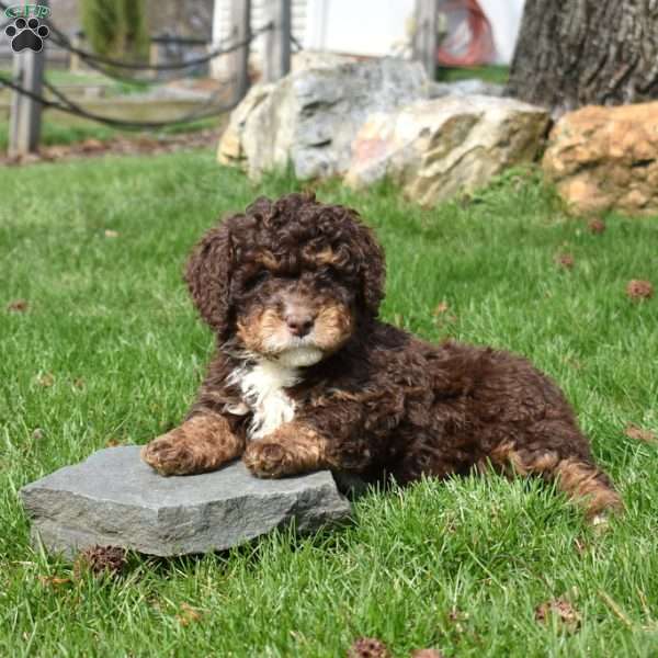 Wrangler, Mini Bernedoodle Puppy