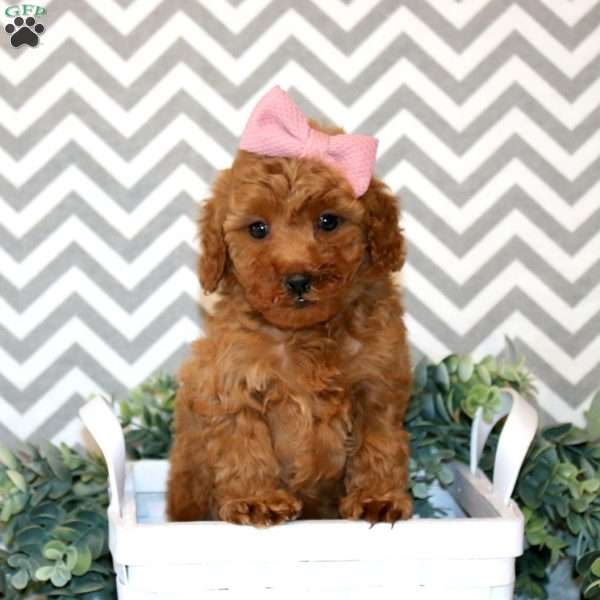 Wren, Miniature Poodle Puppy