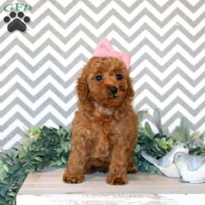 Wren, Miniature Poodle Puppy