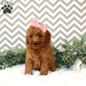 Wren, Miniature Poodle Puppy