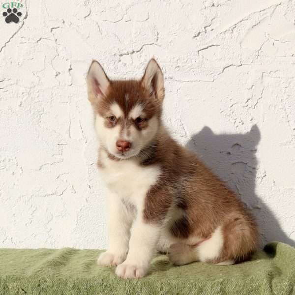 Wrex, Alaskan Malamute Puppy