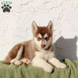 Wrex, Alaskan Malamute Puppy