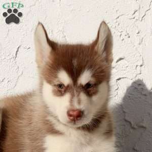 Wrex, Alaskan Malamute Puppy