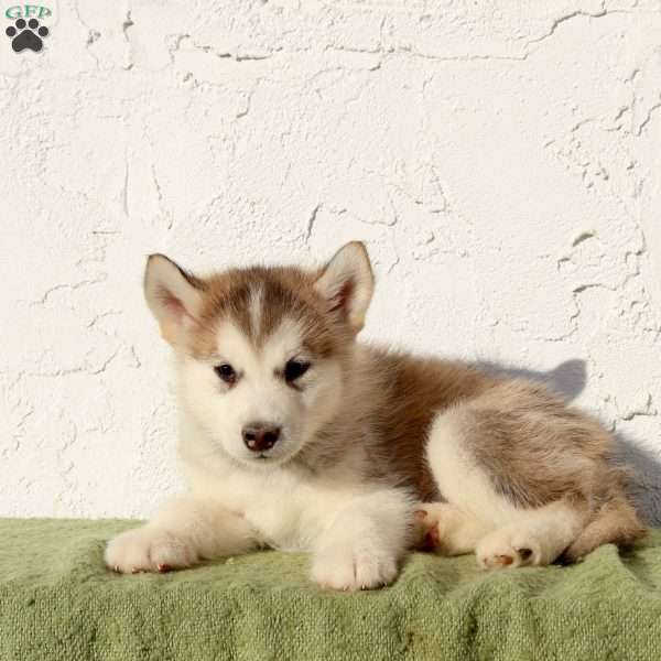 Wyatt, Alaskan Malamute Puppy