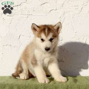 Wyatt, Alaskan Malamute Puppy