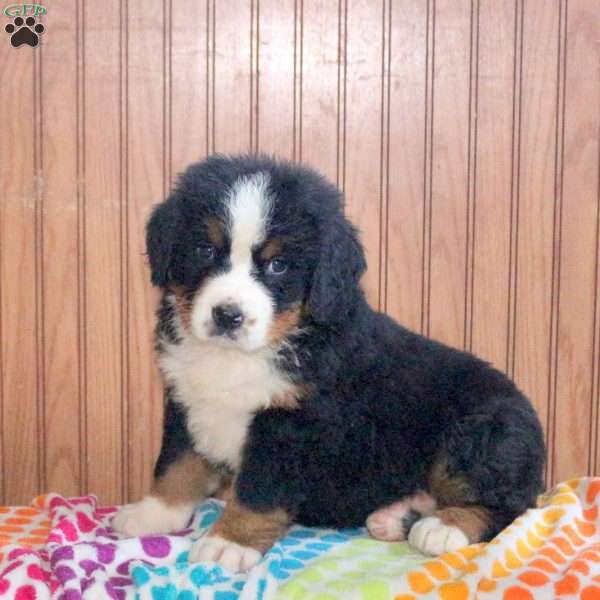 Zach, Bernese Mountain Dog Puppy