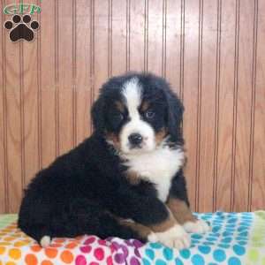 Zach, Bernese Mountain Dog Puppy