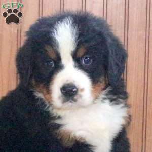 Zach, Bernese Mountain Dog Puppy