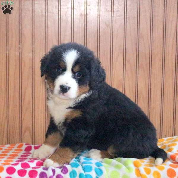 Zane, Bernese Mountain Dog Puppy