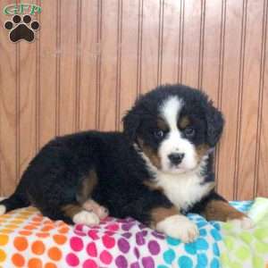 Zane, Bernese Mountain Dog Puppy