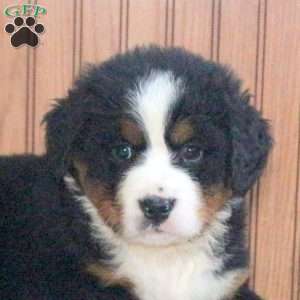 Zane, Bernese Mountain Dog Puppy