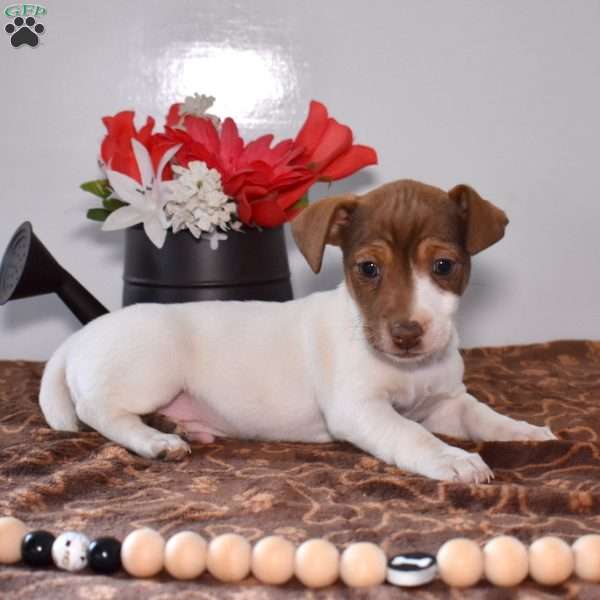 Zeus, Jack Russell Terrier Puppy