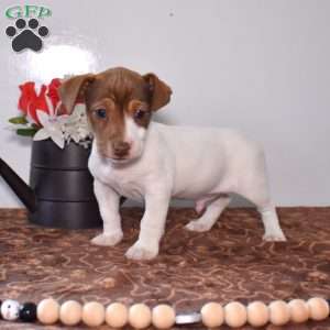 Zeus, Jack Russell Terrier Puppy