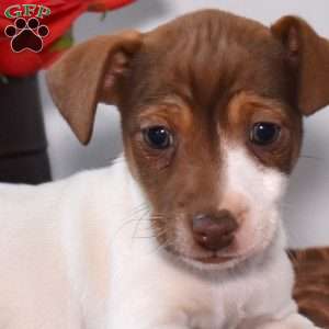 Zeus, Jack Russell Terrier Puppy