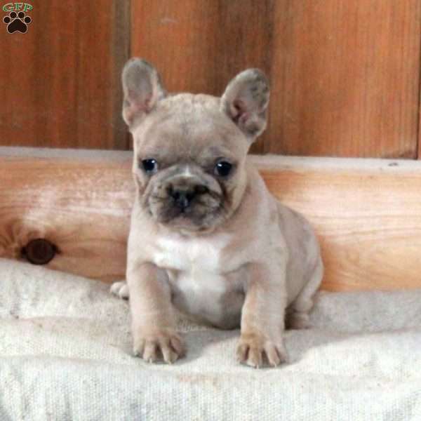 Zinnia, French Bulldog Puppy