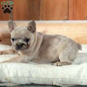 Zinnia, French Bulldog Puppy