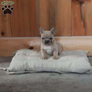 Zinnia, French Bulldog Puppy