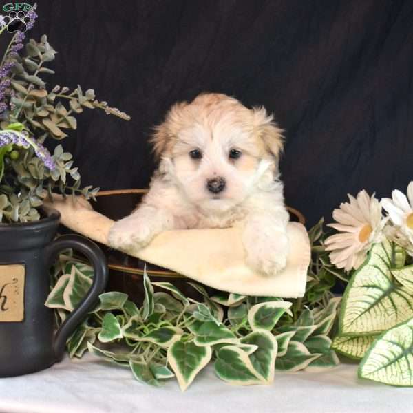 Zippy, Teddy Bear Puppy