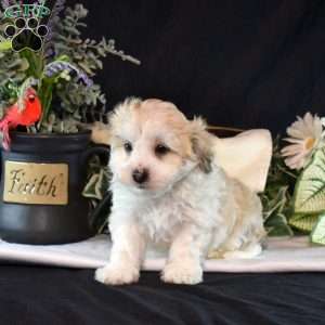 Zippy, Teddy Bear Puppy