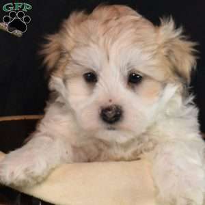 Zippy, Teddy Bear Puppy