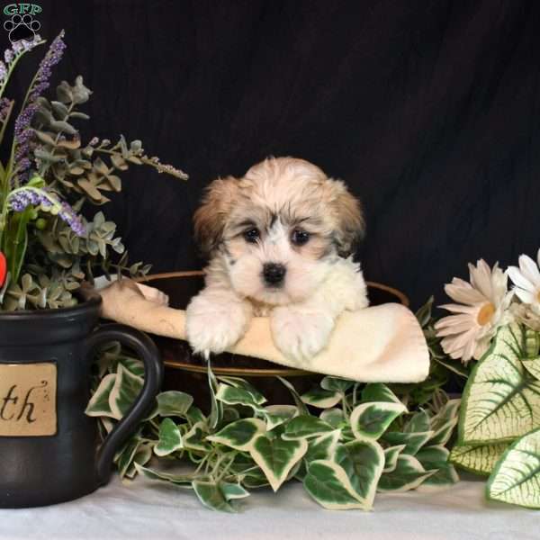 Zoey, Teddy Bear Puppy