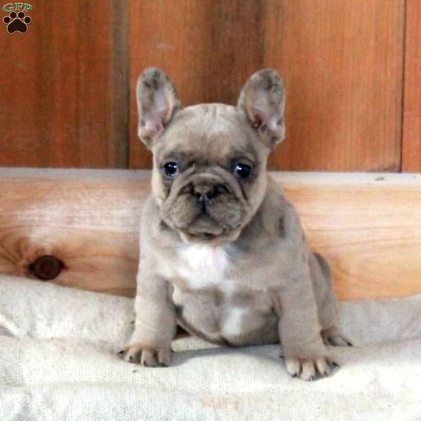 Zoey, French Bulldog Puppy