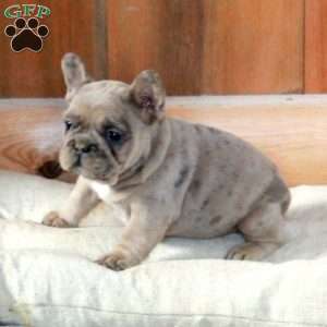 Zoey, French Bulldog Puppy