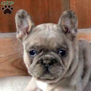 Zoey, French Bulldog Puppy