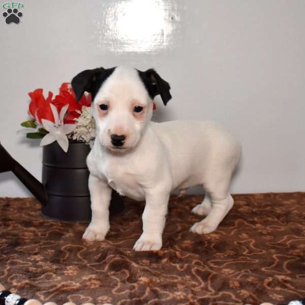 Zorro, Jack Russell Terrier Puppy