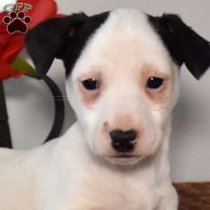 Zorro, Jack Russell Terrier Puppy