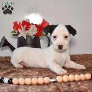 Zorro, Jack Russell Terrier Puppy