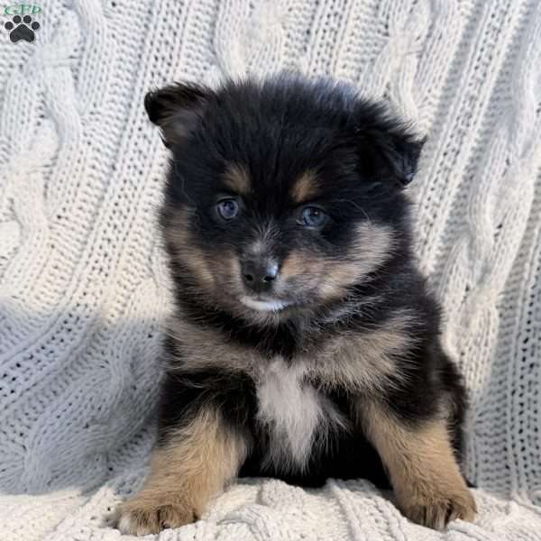 amelia, Pomsky Puppy