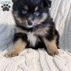 amelia, Pomsky Puppy