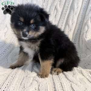 amelia, Pomsky Puppy