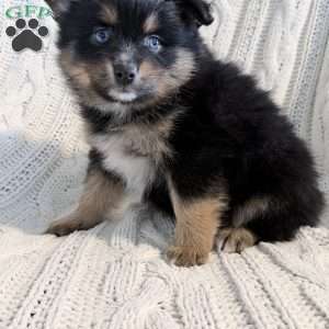 amelia, Pomsky Puppy