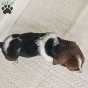 Baxter, Basset Hound Puppy