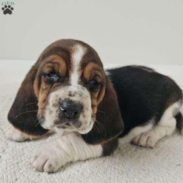 Baxter, Basset Hound Puppy