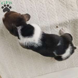 Baxter, Basset Hound Puppy