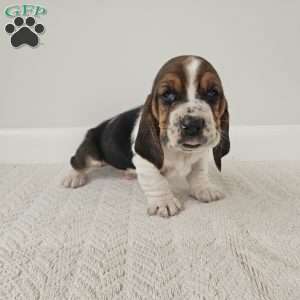 Baxter, Basset Hound Puppy