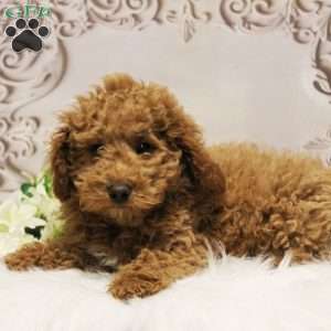 Nate, Toy Poodle Puppy