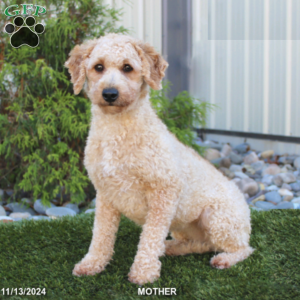 Daisy, Mini Goldendoodle Puppy